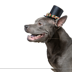 Image showing beautiful thai ridgeback dog in high hat