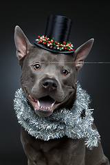 Image showing beautiful thai ridgeback dog in high hat