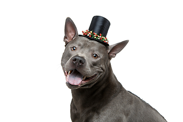 Image showing beautiful thai ridgeback dog in high hat