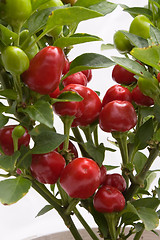 Image showing Chilli Plant