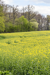 Image showing field of rapeseed at spring time