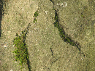 Image showing lichen mossy stone 