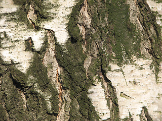 Image showing mossy birch bark 