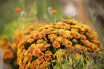 Image showing Flower Meadow