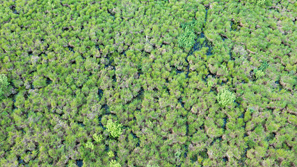 Image showing Springtime wetland in fresh green meadow