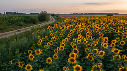 Image showing Sunflower field next to ground road