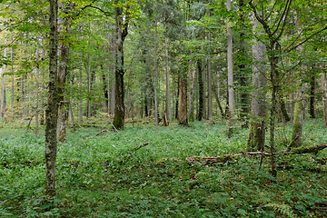 Image showing Autumnal deciduous tree stand with hornbeams and oaks