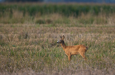 Image showing Roe Deer(Capreolus capreolus) male looking forward