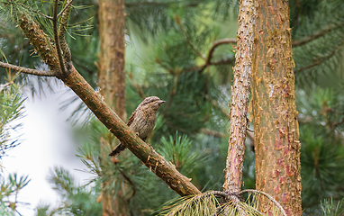 Image showing Eurasian Wryneck (Jynx torquilla) on branch