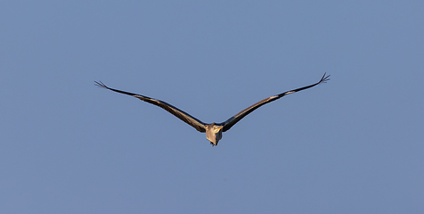 Image showing Grey Heron in fly against blue background