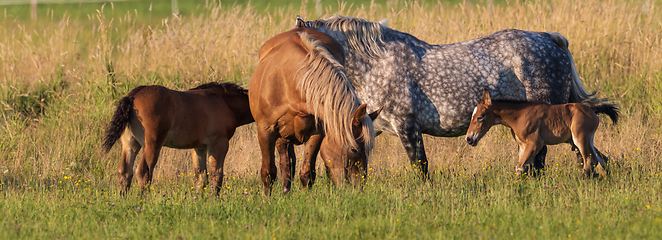 Image showing Horses grazing in pasture