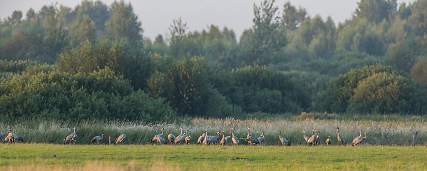 Image showing Common Crane(Grus grus) gathering