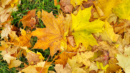 Image showing Autumn background from fallen leaves of maple and green grass