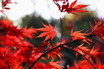 Image showing Bright red Japanese maple or Acer palmatum leaves on the autumn 