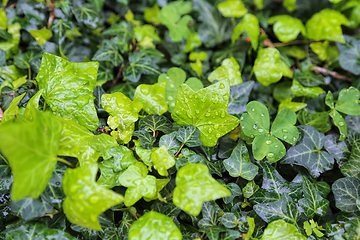 Image showing Close-up of wet plants with water drops, natural bright green ba