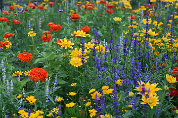 Image showing Summer background with beautiful colorful flowers 