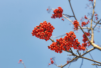 Image showing Branches of mountain ash (rowan) with bright red berries 