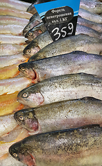 Image showing Fresh trout fish for sale in market