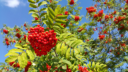 Image showing Branches of mountain ash with bright berries on blue sky