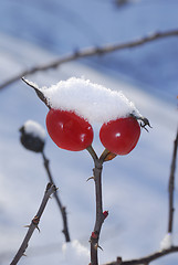 Image showing Rose-hip