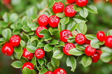 Image showing Red berries