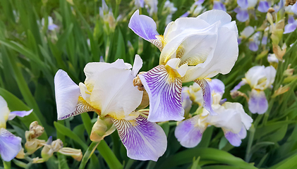 Image showing Beautiful iris flowers 