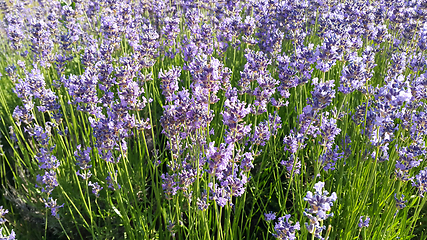 Image showing Beautiful blooming lavender in summer