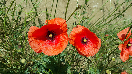 Image showing Bright red beautiful poppies