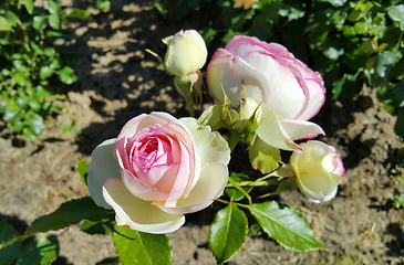 Image showing Beautiful delicate rose