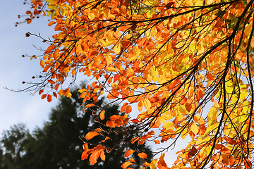 Image showing Bright autumn branches glowing in sunlight