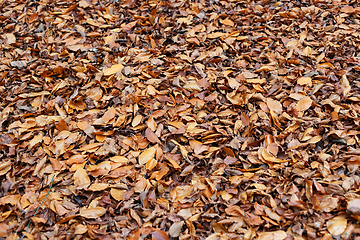 Image showing Natural autumnal background with fallen dried leaves