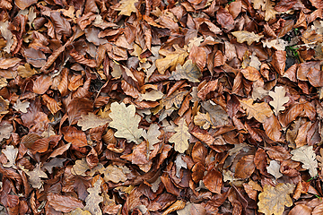 Image showing Autumnal background with brown fallen leaves