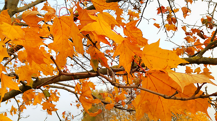 Image showing Branches of autumn maple tree with bright orange leaves