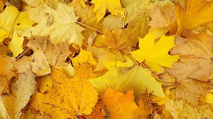 Image showing Yellow autumn background from fallen foliage of maple