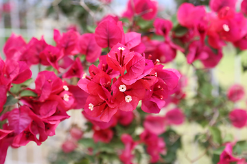 Image showing Beautiful bright bougainvillea flowers