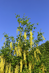 Image showing Beautiful bright yellow flowers of wisteria