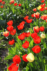 Image showing Beautiful bright tulips on a sunny day