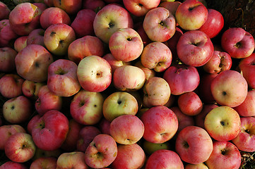 Image showing Apples