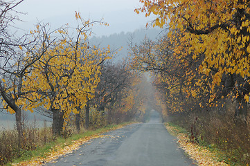 Image showing Autumnal road