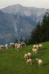 Image showing Sheep