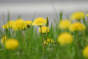 Image showing Dandelions