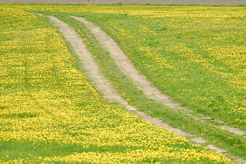 Image showing Meadow