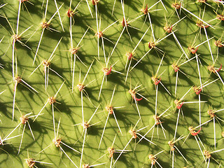 Image showing Cactus