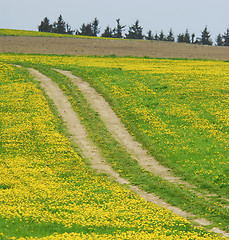 Image showing Meadow