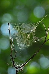 Image showing Web