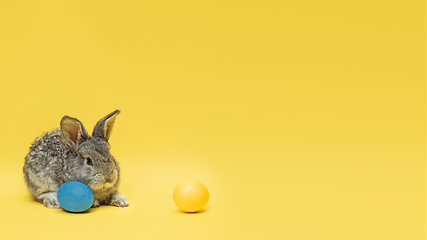 Image showing Adorable Easter bunny isolated on yellow studio background, flyer, greeting card