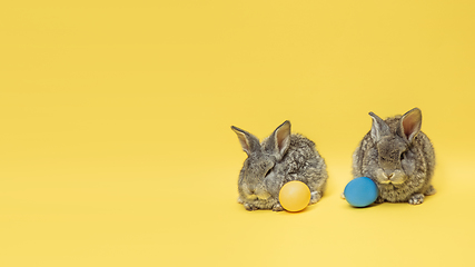 Image showing Adorable Easter bunnies isolated on yellow studio background, flyer, greeting card