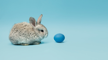 Image showing Adorable Easter bunny isolated on blue studio background, flyer, greeting card