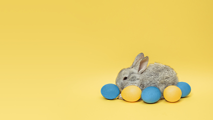 Image showing Adorable Easter bunny isolated on yellow studio background, flyer, greeting card