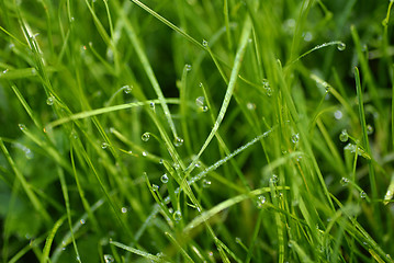 Image showing Grass